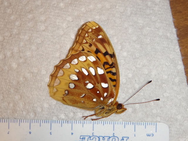 Speyeria cybele (aberration 2) Internet Image property of respective owner, non-commercial use only